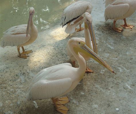 Banco de imagens natureza ao ar livre região selvagem pássaro asa