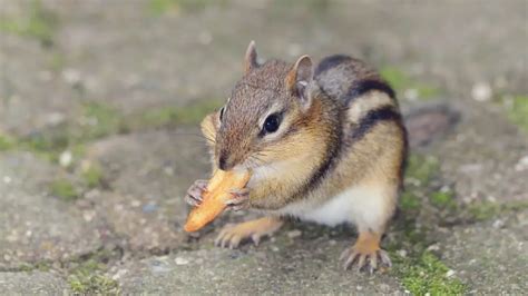 How To Get Rid Of Chipmunks Using The Bucket Method