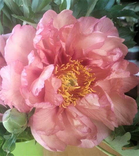 Keiko Itoh Peony Itoh Peonies Peony Love Flowers Flowers Photography