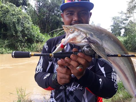 Mancing Ikan Predator Lais Tabiring Tembiring Begahak Sungai