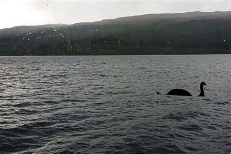 Monstro do Lago Ness veja atualização sobre animal estranho encontrado