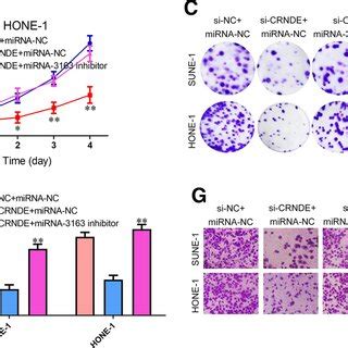 Knockdown Of CRNDE Suppresses Proliferation And Metastasis Of NPC