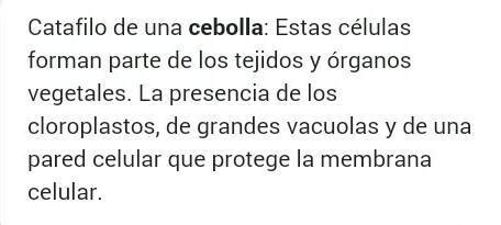 cuales son las características de la catáfila de la cebolla Brainly lat