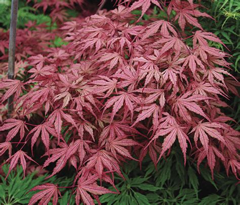 Japanese Red Maple Tree Types