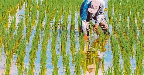 Syor Beri Subsidi Benih Padi Sah Terus Kepada Pesawah Berita Harian