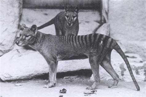 Can The Extinct Tasmanian Tiger Be Brought Back To Life