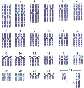 AMIGOS PARA SIEMPRE LOS CROMOSOMAS BIOLOGÍA GENÉTICA