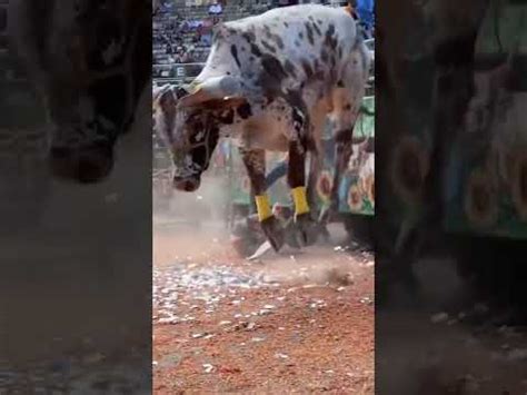 Toros Pura Lumbre Las Mejores Montas En El Jaripeo Youtube