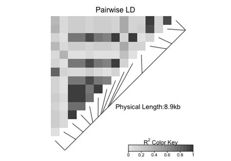 Graphical Display Of Pairwise Linkage Disequilibria Between Snps