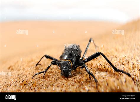 Namib desert beetle / Fog Basking Beetle (Onymacris unguicularis) drinking droplets of water ...