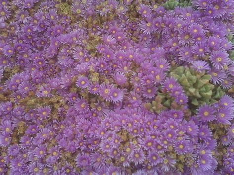 Paul's 365 Photo Blog: Ice Plant Flowers