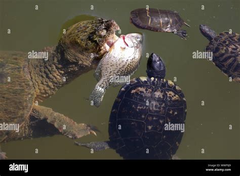 Snapping Turtle Chelydra Serpentina Grabbing Dead White Crappie With