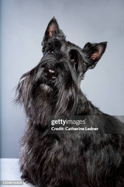 Black Scottish Terrier