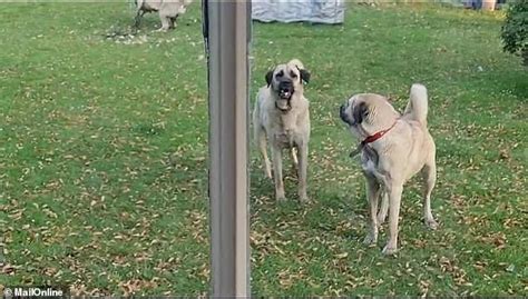 Millionaire Labour donor's three pet Turkish Kangals are ordered to be ...