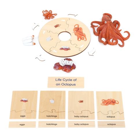 Life Cycle Set Of A Octopus Montessori Life Cycle Octopus Life Cycle