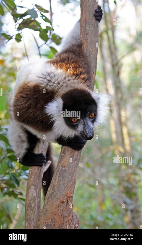 Blanco Y Negro Ruffed Lemur Varecia Variegata Lemurinae Lemuridae