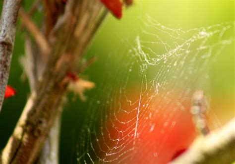 Free Images Tree Water Nature Branch Dew Light Leaf Flower