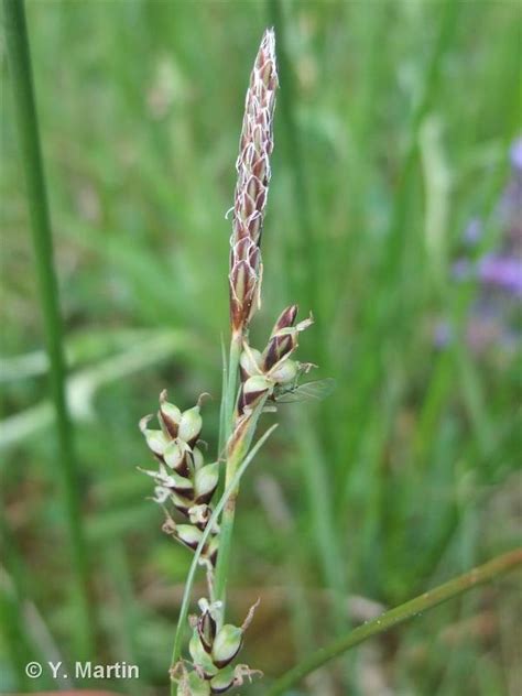 Carex Panicea L 1753 Laîche Panic Laîche Bleuâtre Laîche Millet