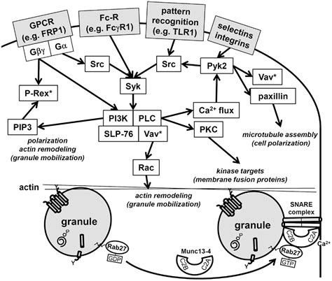 Frontiers Granule Protein Processing And Regulated Secretion In