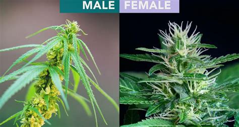 Early Signs of Male Marijuana Plant | Sanctuary Wellness Institute