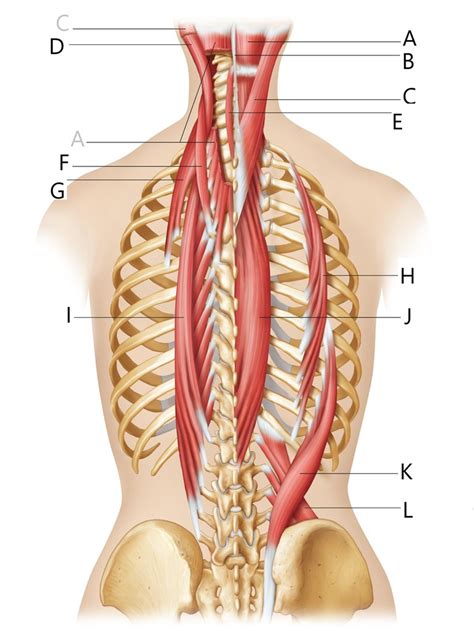 HB 9 Muscles That Move The Head And Vertebral Column Diagram Quizlet