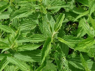 Stinging Nettle: Pictures, Flowers, Leaves & Identification | Urtica dioica