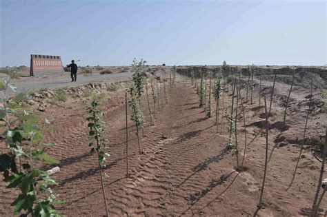 ¿plantar árboles Es La Gran Solución Climática El Desafío Del Co2 Y El Colonialismo Verde Qué