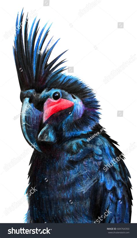 1,772 Black Cockatoo Drawing Images, Stock Photos & Vectors | Shutterstock