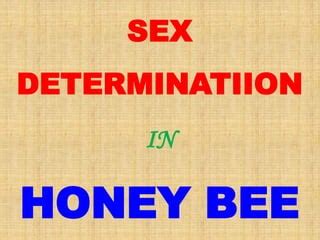 Sex Determination In Honey Bees Ppt