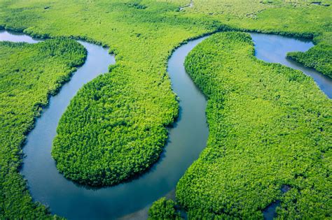 Amazon Rainforest Before Deforestation