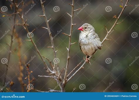 Red Billed Quelea In Kruger National Park South Africa Stock Image