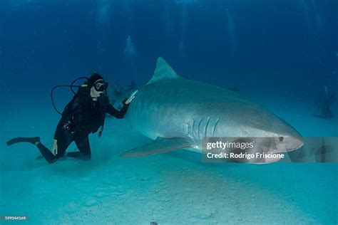 Underwater View Of Scuba Diver Touching Tiger Shark Near Seabed Tiger