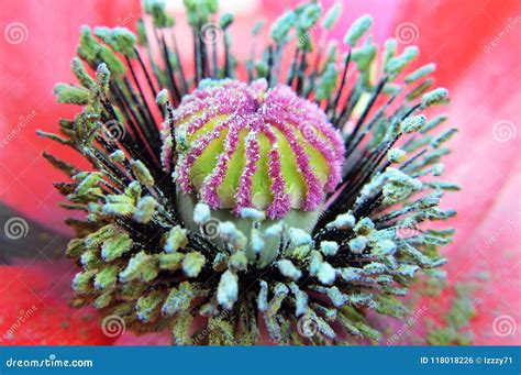 Poppy flower macro stock photo. Image of plant, spring - 118018226