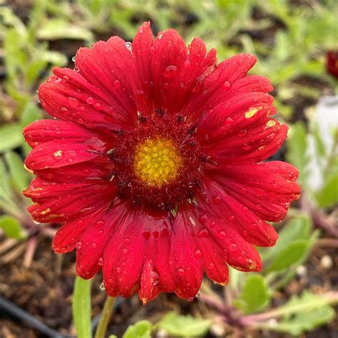 Gaillardia Mesa Red Blanket Flower Cavano S Perennials