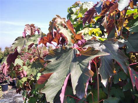 Acer Pseudoplatanus Spaethii Acer Pseudoplatanus Atropurpureum Acero Di