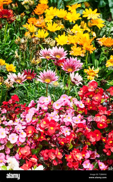 Colorful Flower Garden Background In Summer Flower Bed With Gazania