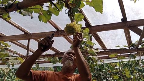 Manfaatkan Lahan Sempit Warga Di Banyumas Menanam Buah Anggur Dan