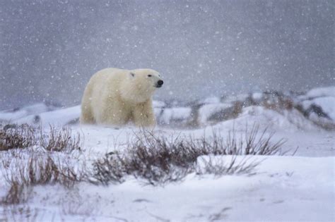 Tundra Biome Animals And Plants