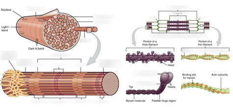 Skeletal Muscle Fibers Diagram | Quizlet