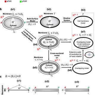 Pars Polarity In Asymmetric Cell Division And Schematic Diagram Of