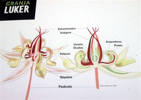 53 best Cacao trees and pods images on Pinterest | Theobroma cacao ...