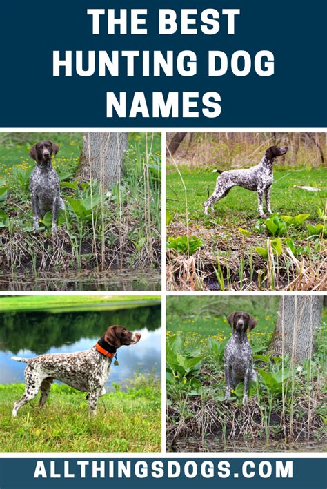 Best Hunting Dog Names | Hunting dog names, Dog names, Hunting dogs