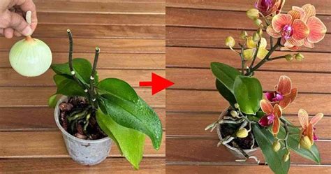 After Doing This All Your Orchids Will Bloom Non Stop Give It A Try