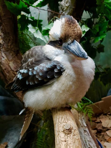 Laughing Kookaburra