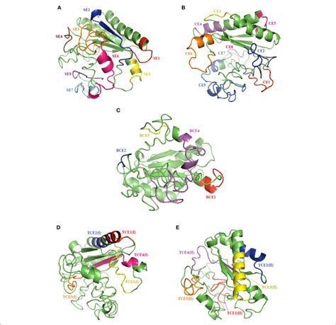 Results Of The Tertiary Structure Prediction Of The Reference Ompa