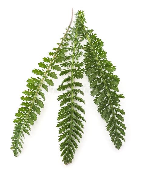 Green Leaves Of Yarrow Stock Photo Image Of Health 263169240