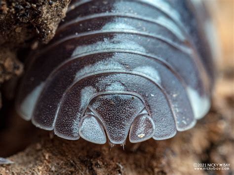 Armadillidium Maculatum Zebra Isopod Site