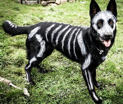 101 Mascotas 10 Disfraces De Halloween Para Perros