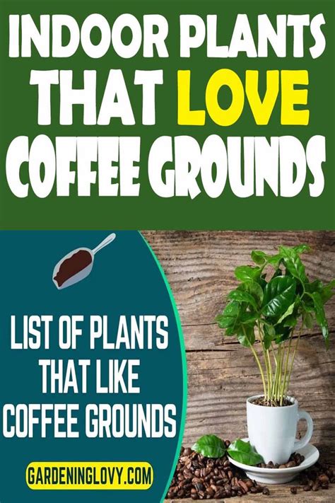 Indoor Plants That Love Coffee Grounds Coffee Grounds For Plants