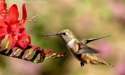 Rufous Hummingbird East Cascades Audubon Society